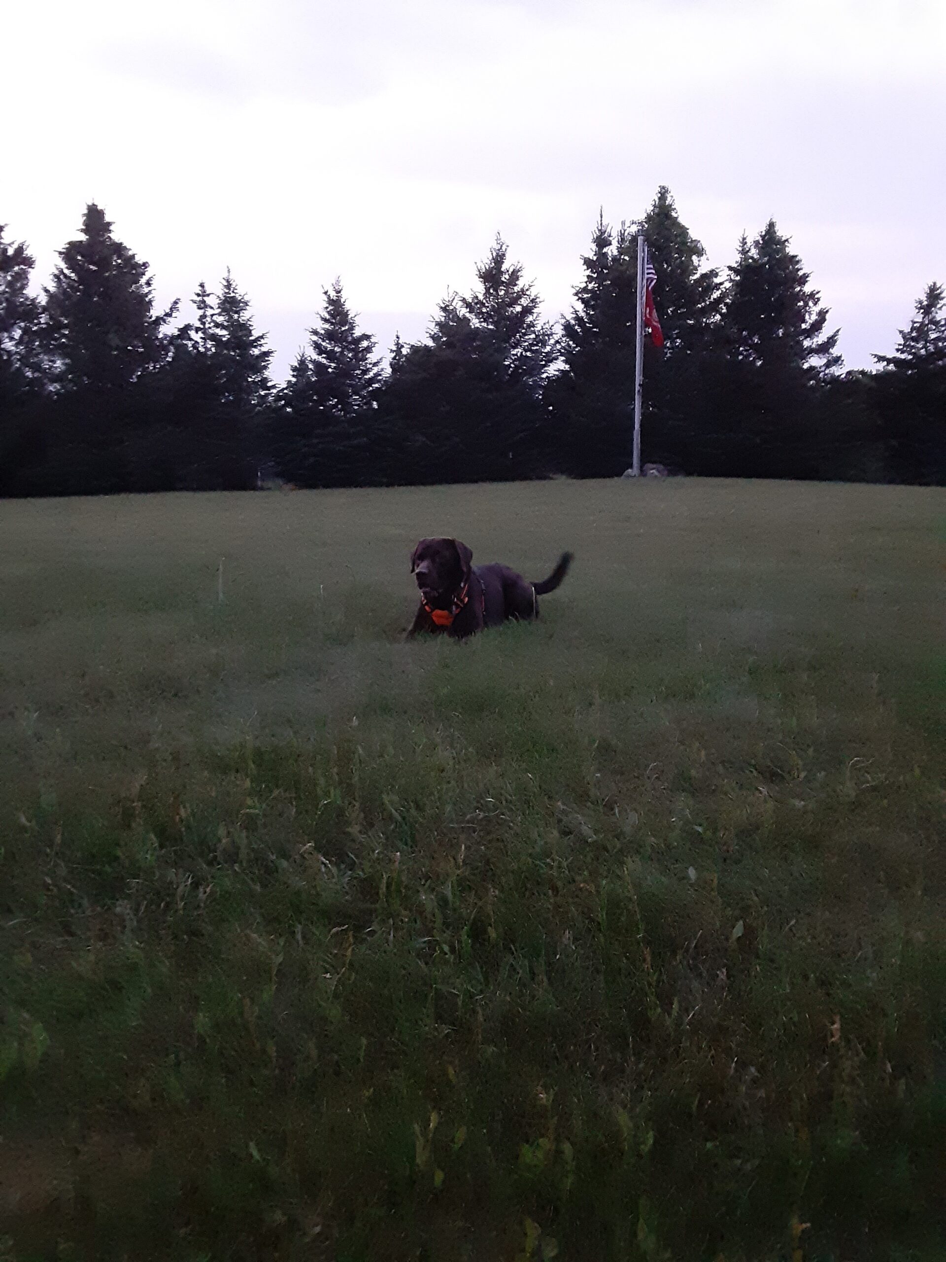 Moshe the Service Dog